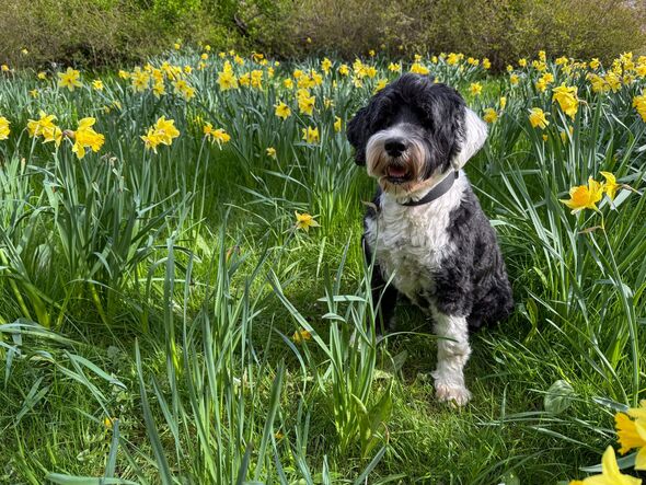 Dog owners urged to keep pets away from 1 garden danger area in heatwave