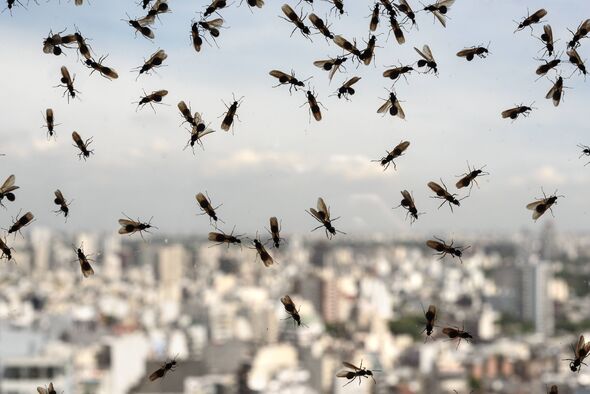 Flying Ant Day to arrive ‘earlier than ever’ due to warmer weather