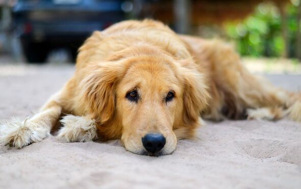 Nine dog breeds most likely to die on walks in hot weather