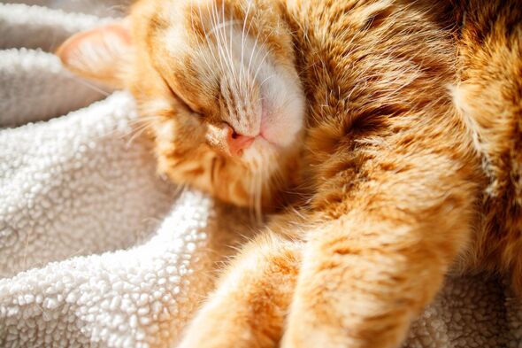 ‘I’m a vet and 4 simple ways can help keep cats cool during hot weather’