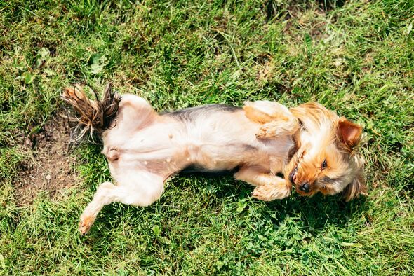 Vet issues urgent warning on heatwave mistake that can ‘kill dogs’