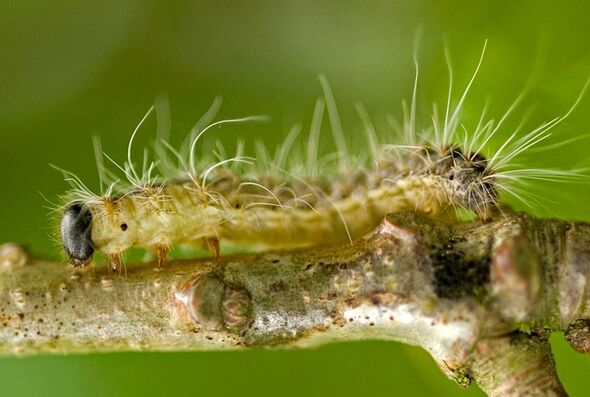 UK council issues urgent warning over dangerous caterpillars