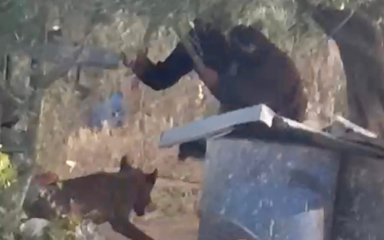 In West Bank, Latest Victim of Israeli Settler Violence Shocks in a New Way