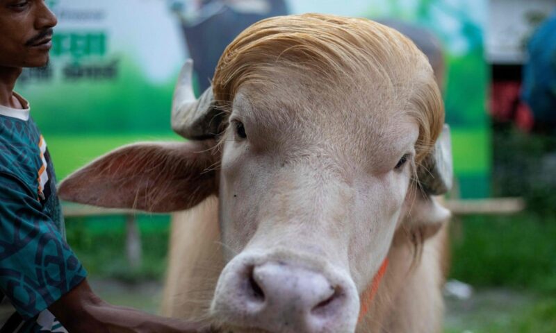 Celebrity ‘Trump’ buffalo spared sacrifice, sent to Bangladesh zoo