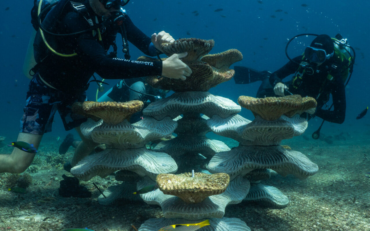 Can Concrete Molds Revive Coral Reefs Ruined by Bombs and Climate Change?
