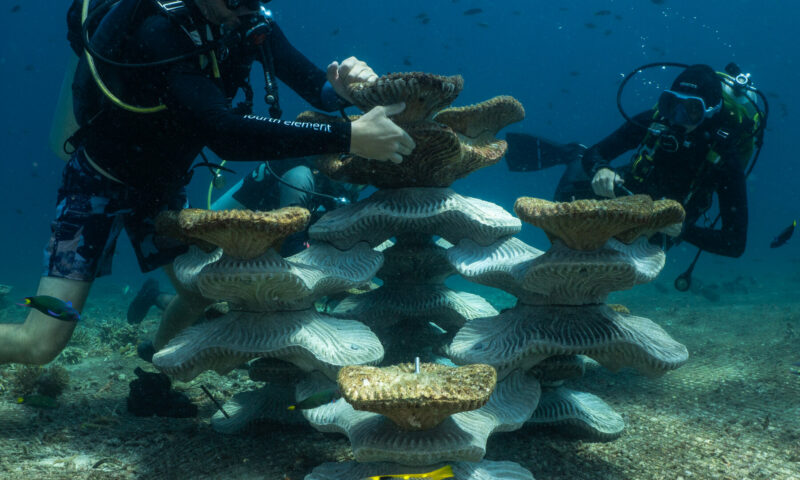 Can Concrete Molds Revive Coral Reefs Ruined by Bombs and Climate Change?