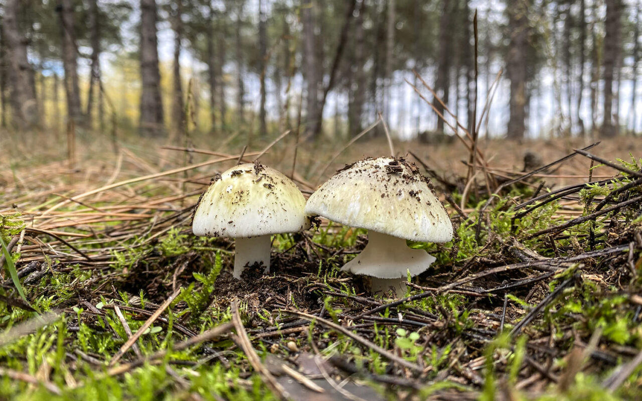 California’s growing mushroom poisoning outbreak is the biggest-ever in U.S.