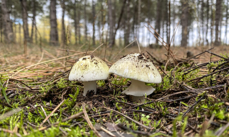 California’s growing mushroom poisoning outbreak is the biggest-ever in U.S.