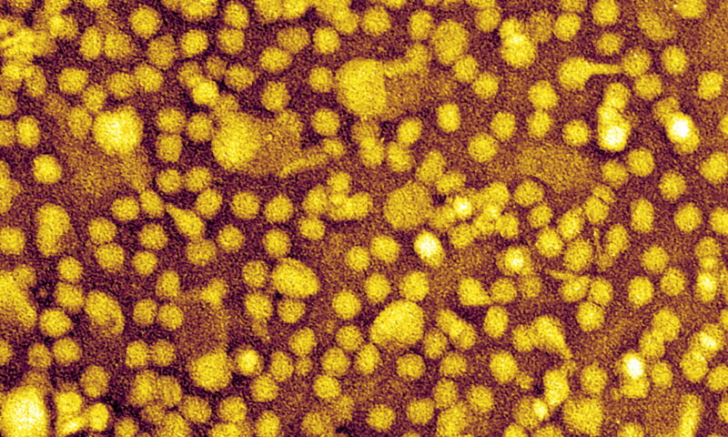 One-and-Done Heart Disease Prevention? Scientists Show It May Be Possible.
