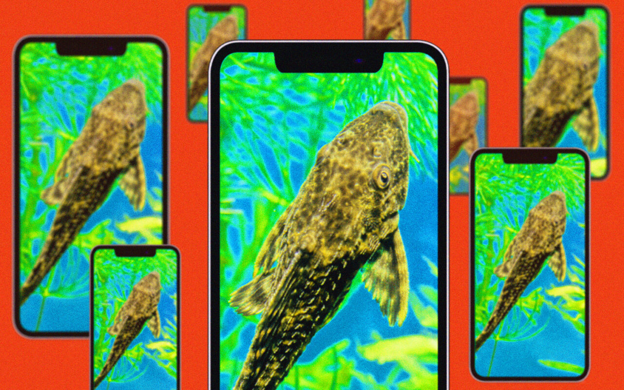 How bizarre fish ‘experiment’ videos from China hijacked the internet’s worst impulses