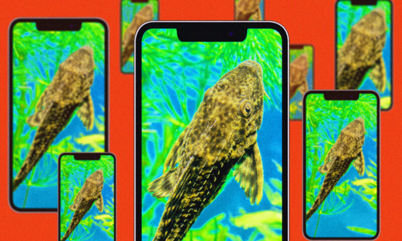 How bizarre fish ‘experiment’ videos from China hijacked the internet’s worst impulses