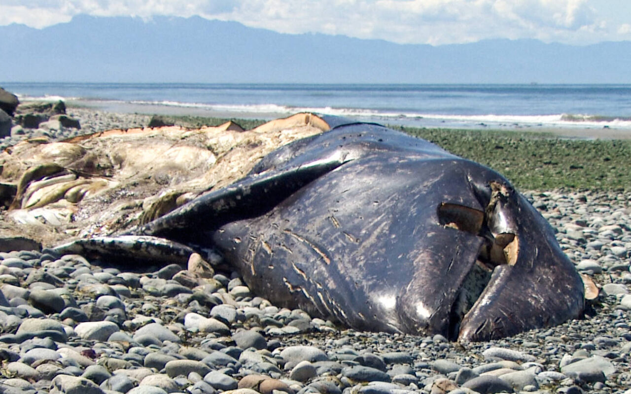 3 months, 21 dead gray whales: Why so many carcasses are washing up on Pacific shores