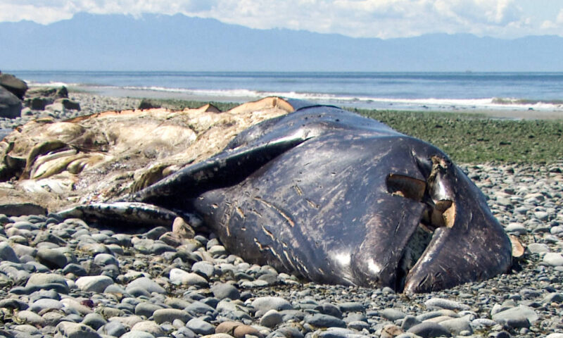 3 months, 21 dead gray whales: Why so many carcasses are washing up on Pacific shores