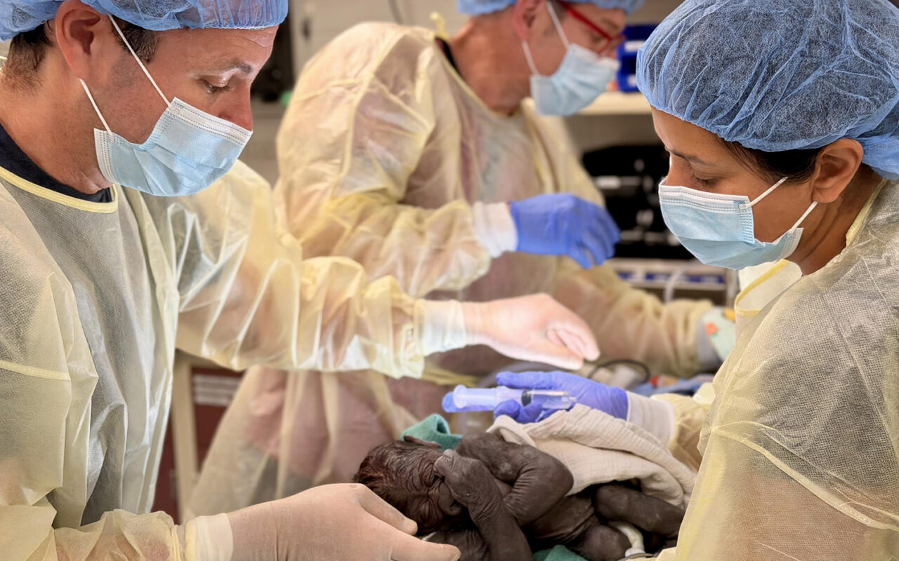 Baby gorilla delivered via rare C-section at Washington State zoo