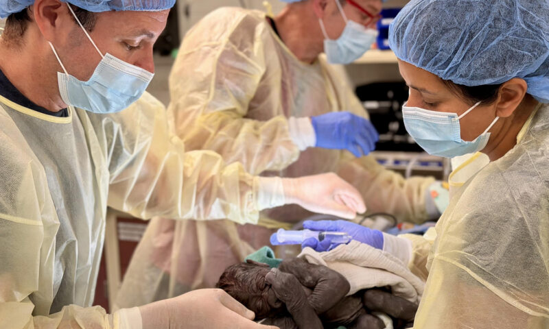 Baby gorilla delivered via rare C-section at Washington State zoo