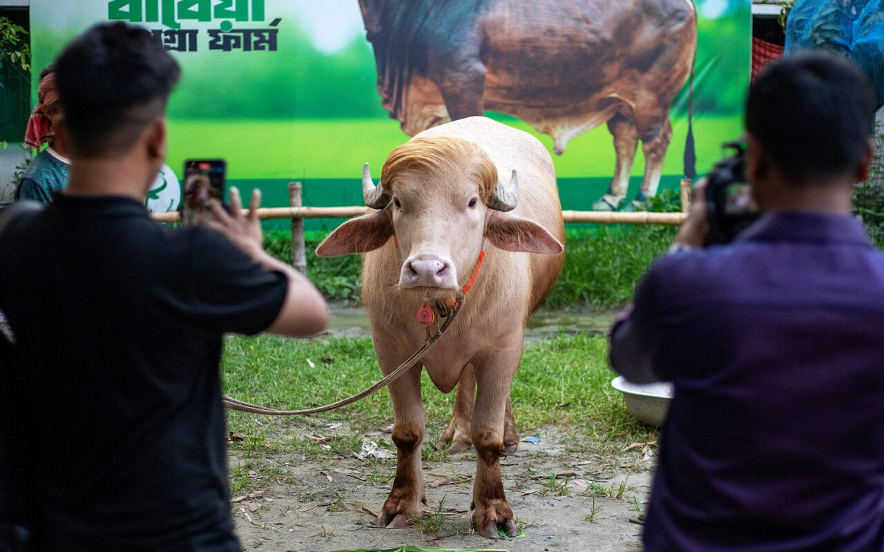 Buffalo named ‘Donald Trump’ for its blond comb-over is spared Eid sacrifice