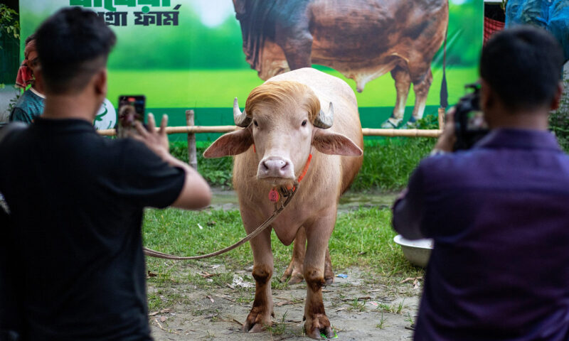 Buffalo named ‘Donald Trump’ for its blond comb-over is spared Eid sacrifice