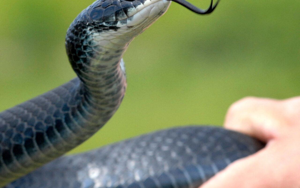 Robert F. Kennedy Jr. Keeps Picking Up Snakes. Is He Doing It Right?