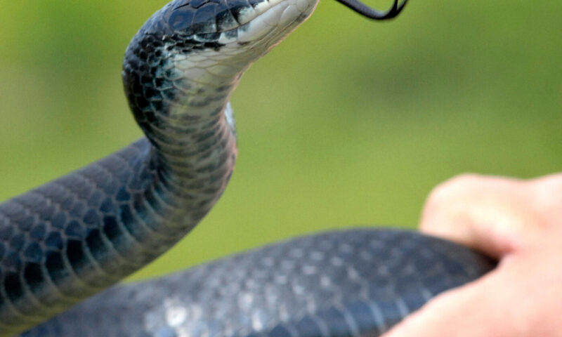 Robert F. Kennedy Jr. Keeps Picking Up Snakes. Is He Doing It Right?