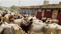 سوق الأضاحي في اليمن.. انفلات الأسعار يطيح بأحلام العائلات في عيد الأضحى