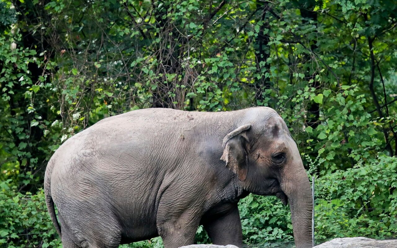 Happy, Bronx Zoo Elephant at Center of Animal Rights Case, Is Dead at 55