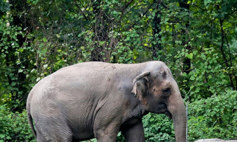 Happy, Bronx Zoo Elephant at Center of Animal Rights Case, Is Dead at 55