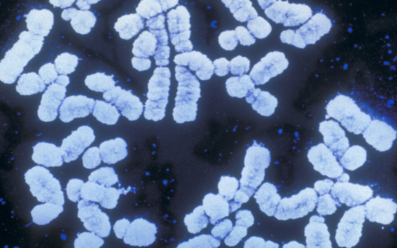 Genetic Scores are Booming. But Will Anti-Discrimination Laws Cover Your DNA?