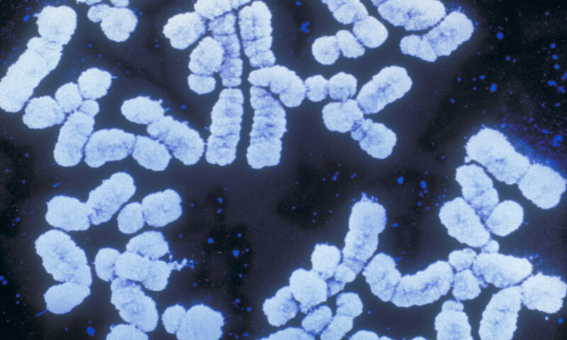 Genetic Scores are Booming. But Will Anti-Discrimination Laws Cover Your DNA?