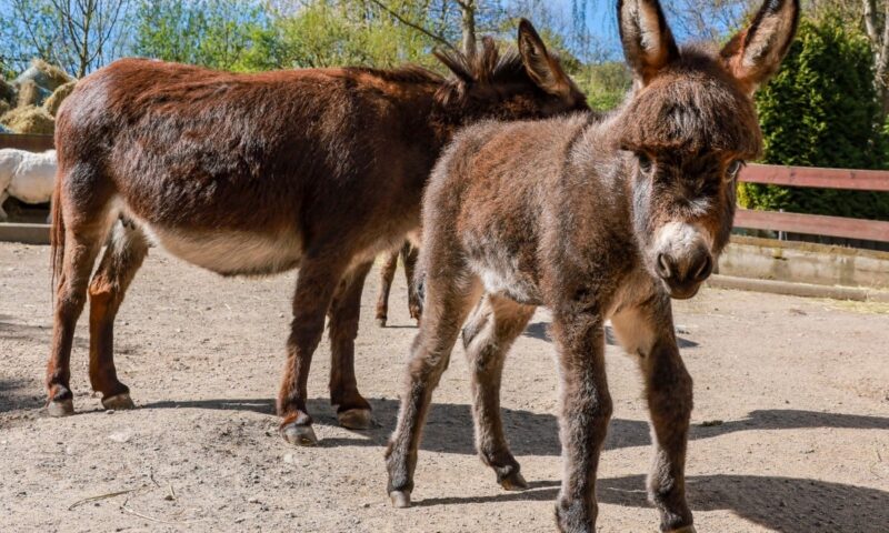 China’s desire for endless youth is wiping out donkeys – can scientists help?