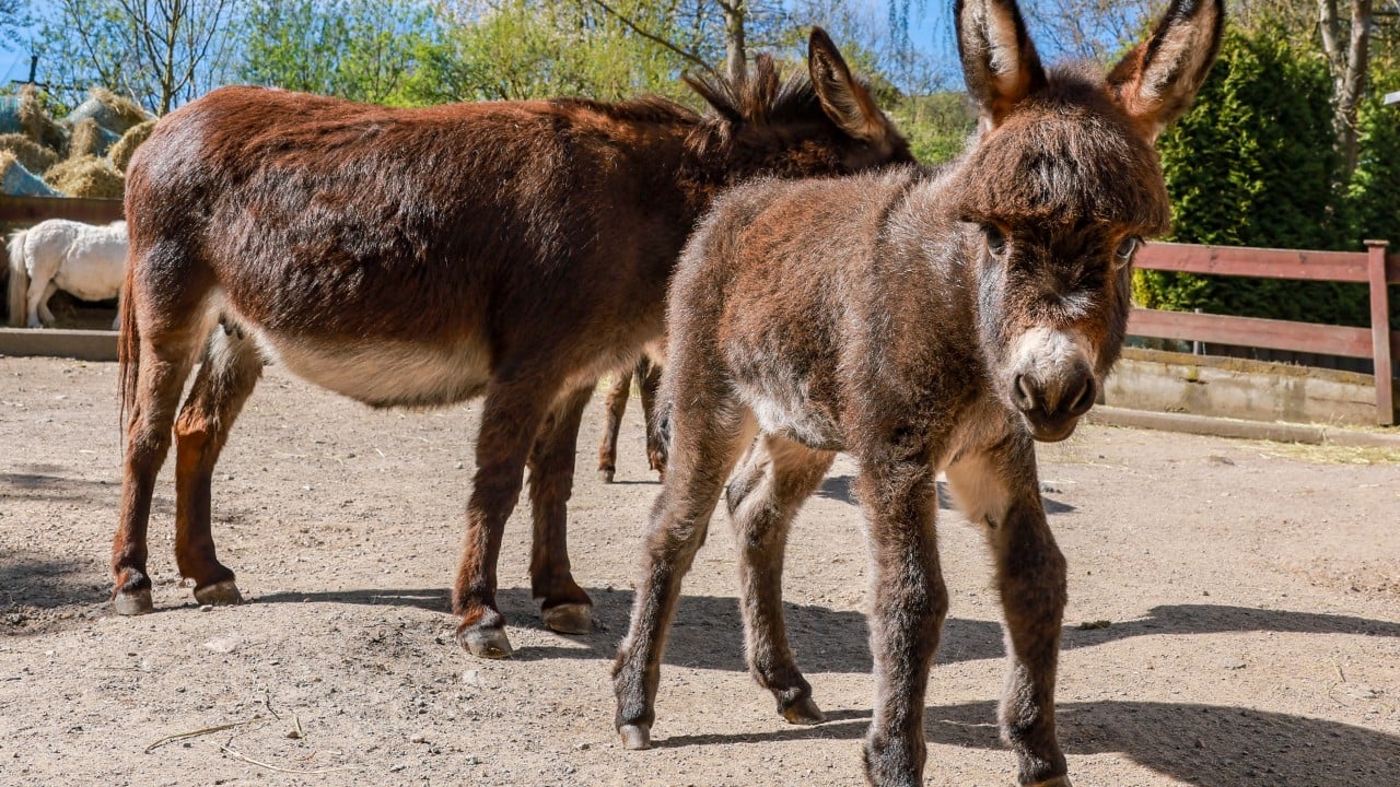 China’s desire for endless youth is wiping out donkeys – can scientists help?