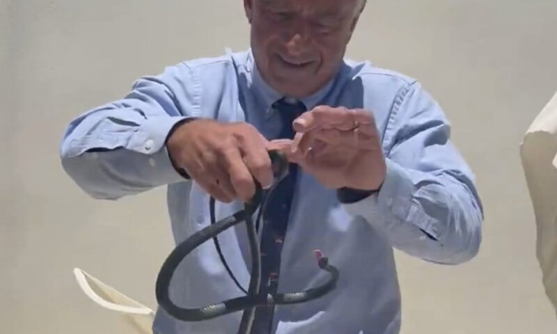 RFK Jnr posts video of him grabbing 2 snakes, as his wife asks ‘why?’