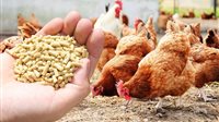 استقرار أسعار الأعلاف بأسوان اليوم الجمعة 22 مايو 2026
