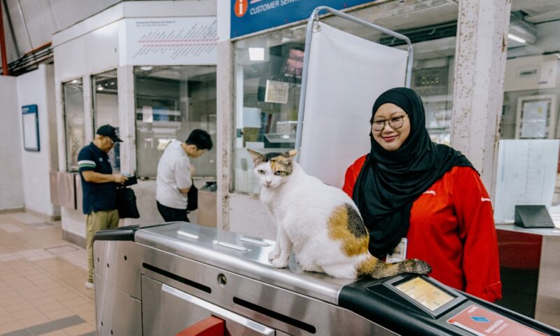Rapid KL station cats: How Kenit, Adik, Lembu, and Cantik became local ‘maneki-neko’