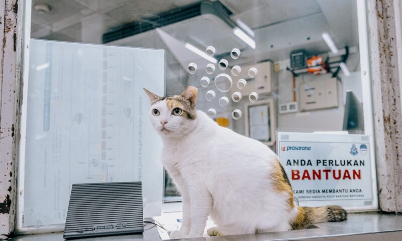 Tokens, please! Say hello to Rapid KL’s ‘chonky’ station cats turned unofficial station staff (VIDEO)