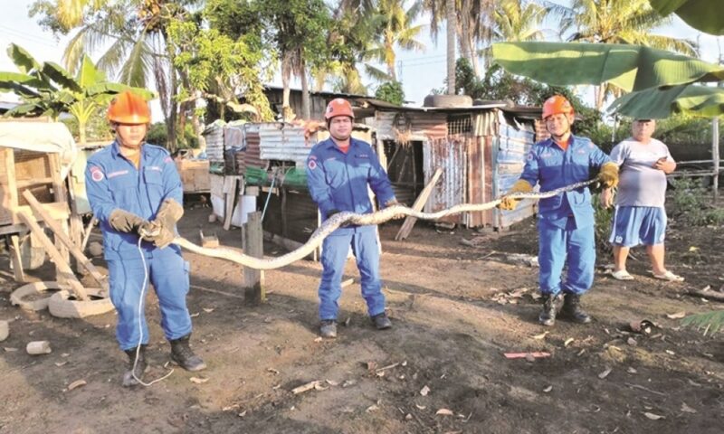 Fowl play: 20kg python caught lurking inside Tuaran chicken coop