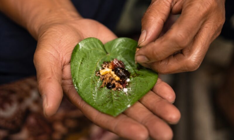 Once a daily ritual, betel chewing is fading fast among Malaysia’s Orang Asli youth