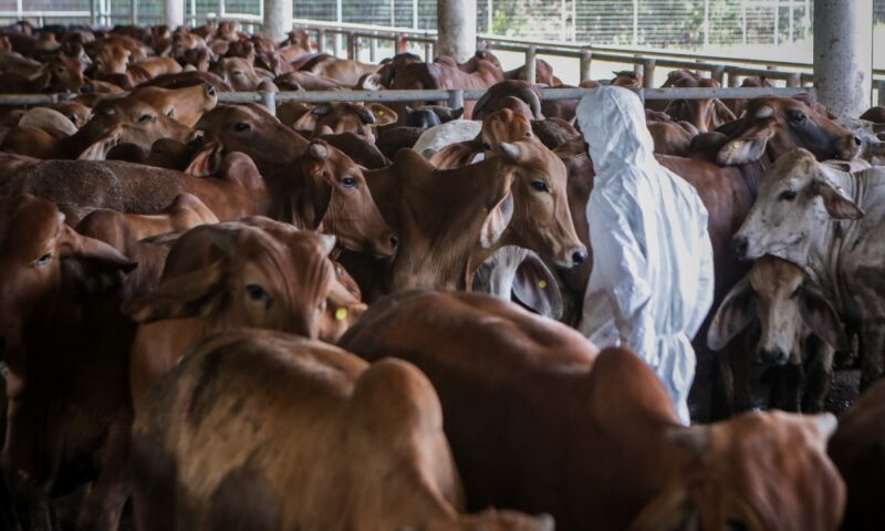 Ministry assures livestock supply surpasses demand for sacrificial rituals during Aidiladha