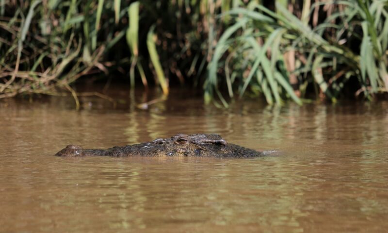 Man injured after being bitten by crocodile while fishing in Port Dickson