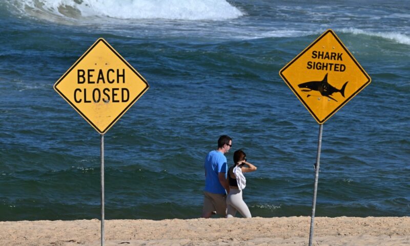 New Zealand surf event halted as sea creature bites photographer