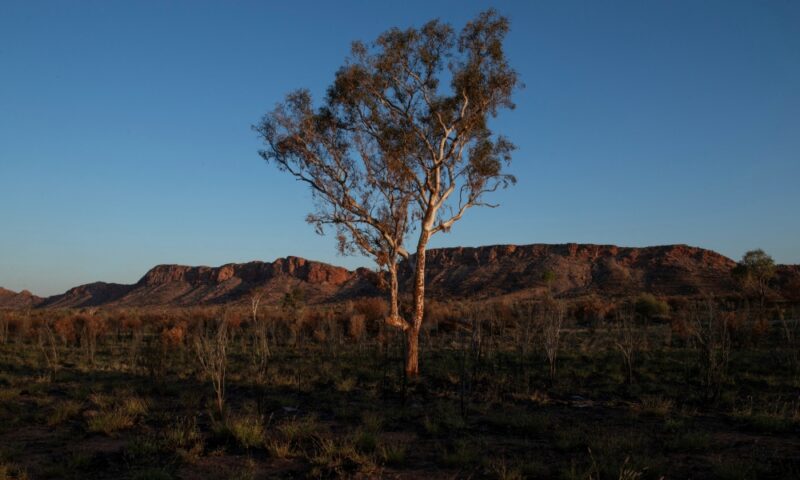 Climate change could erase iconic plant species and reshape Earth’s landscapes, scientists warn