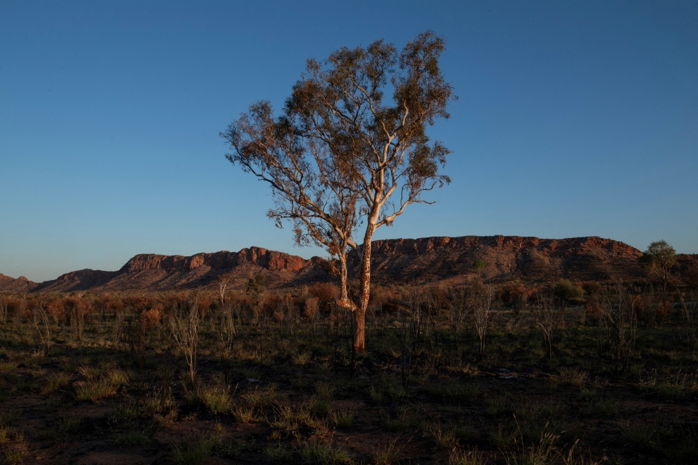 Climate change could erase iconic plant species and reshape Earth’s landscapes, scientists warn