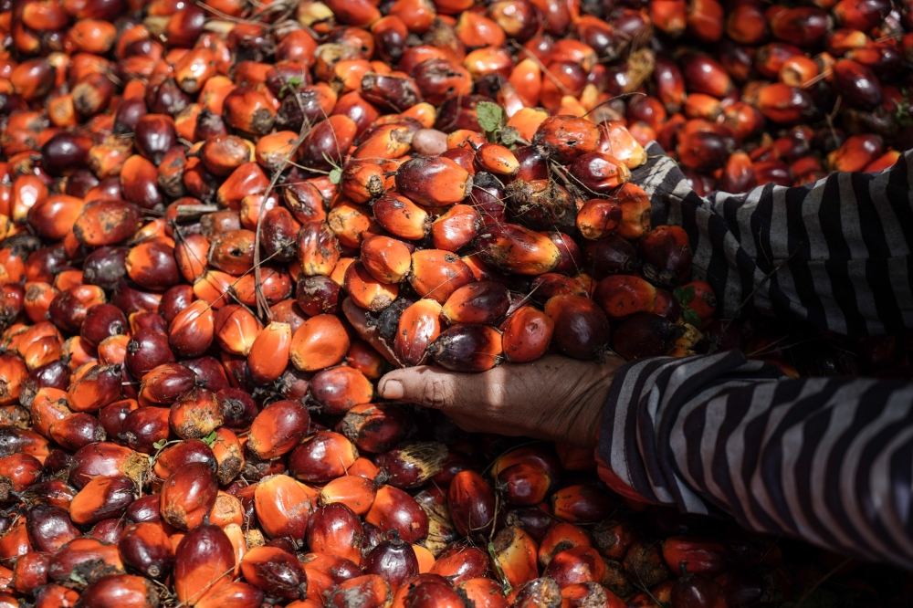 The palm oil peak is closing in sooner than we think — Ahmad Ibrahim