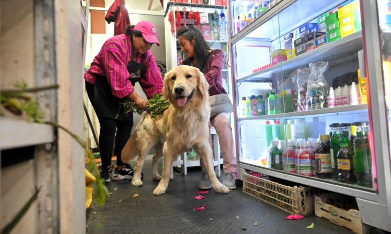 Is your pooch feeling peevish? Ecuador pet owners turn to chakra cleanses for anxious animals