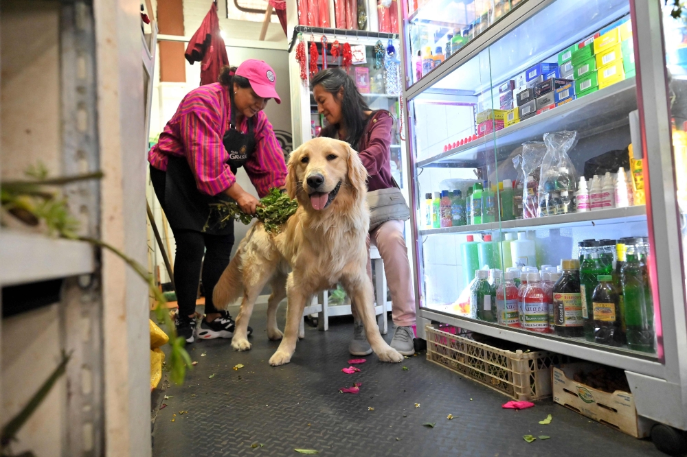 Is your pooch feeling peevish? Ecuador pet owners turn to chakra cleanses for anxious animals