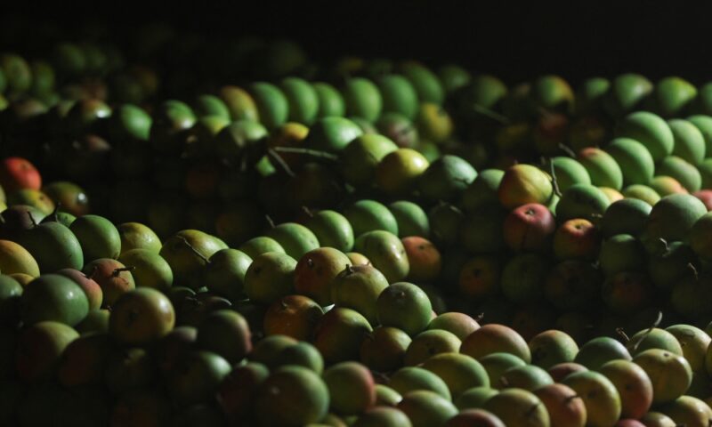 India’s prized Alphonso mango crop ruined by weather, US$2.3b industry reels from losses