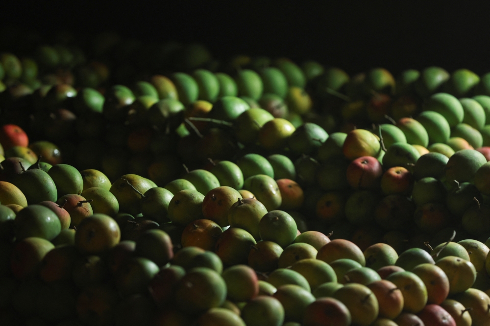 India’s prized Alphonso mango crop ruined by weather, US$2.3b industry reels from losses