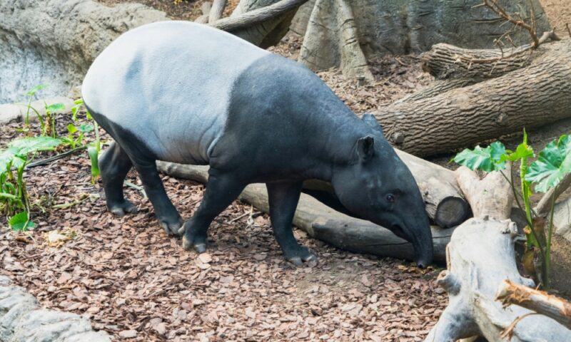 Saving the tapir, saving our forests — Kim Catalina Richard and Hasmahzaiti Omar