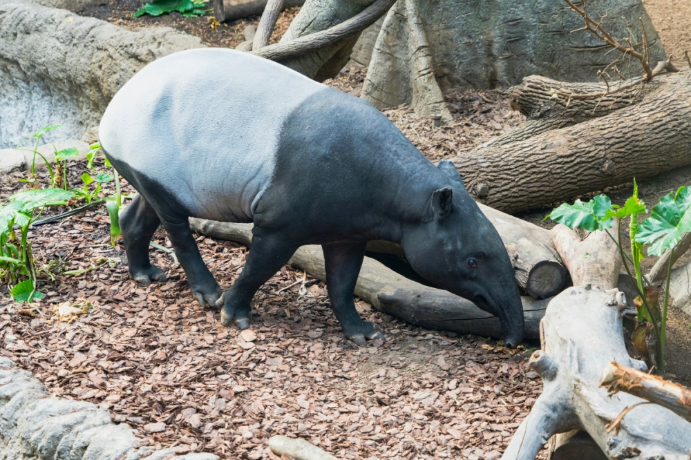 Saving the tapir, saving our forests — Kim Catalina Richard and Hasmahzaiti Omar