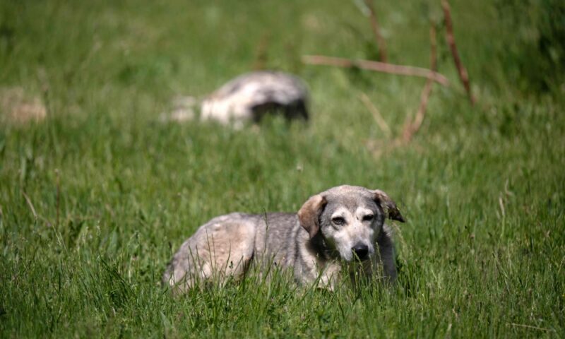 The dog did it: US cops stunned after pet allegedly fires shotgun outside store, injures woman