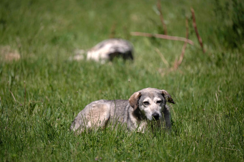 The dog did it: US cops stunned after pet allegedly fires shotgun outside store, injures woman